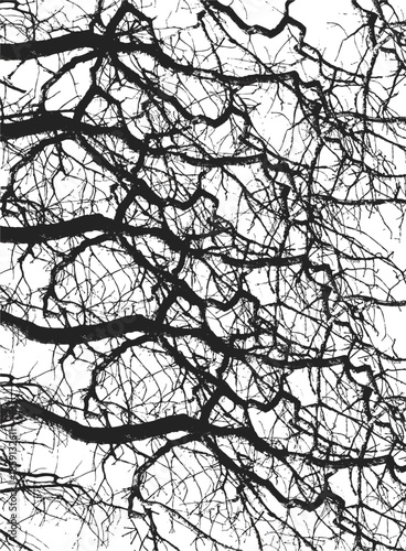 Silhouettes of bare branches of trees isolated on white. Black and white vector illustration
