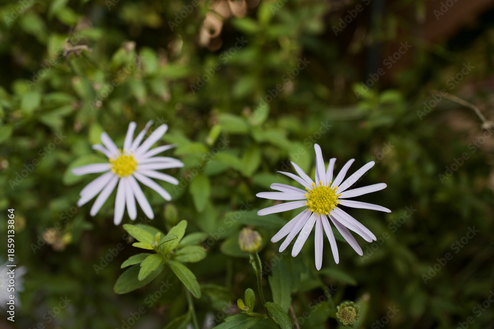 Obraz premium Two white Asteraceae flowers with green leaves in the background