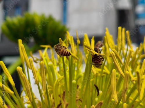 Busy Bees Collecting Nectar on a Spiky Yellow Flower
