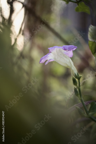 A close up of a purple Asystasia Gangetica flower with a blurry background