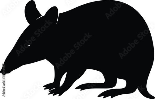 Black Silhouette of a Short Nosed Bandicoot Walking or Foraging on All Fours