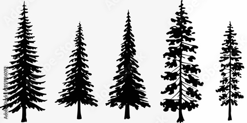 Silhouettes of coniferous trees a simple black and white forest scene