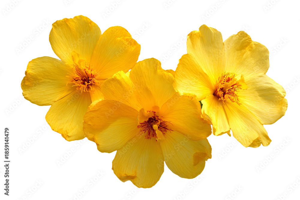 Fototapeta premium Three Yellow Flowers Isolated on White