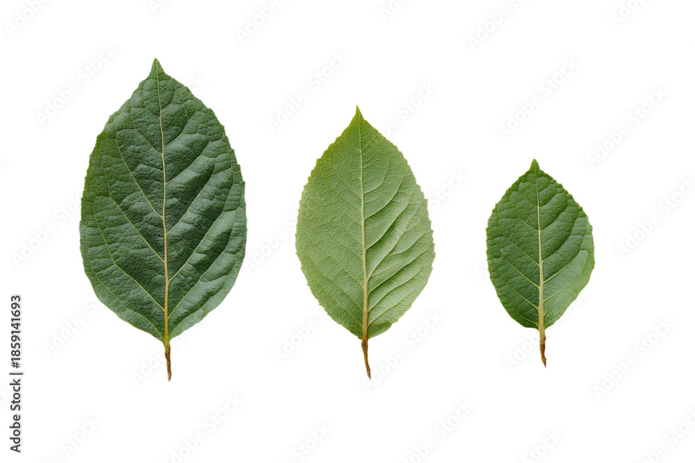 Fototapeta premium Three Green Leaves on White Background
