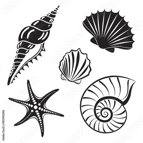 Collection of seashells and starfish