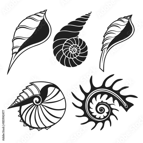 Collection of shell illustrations