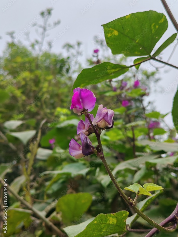 Obraz premium Purple flowers in the garden