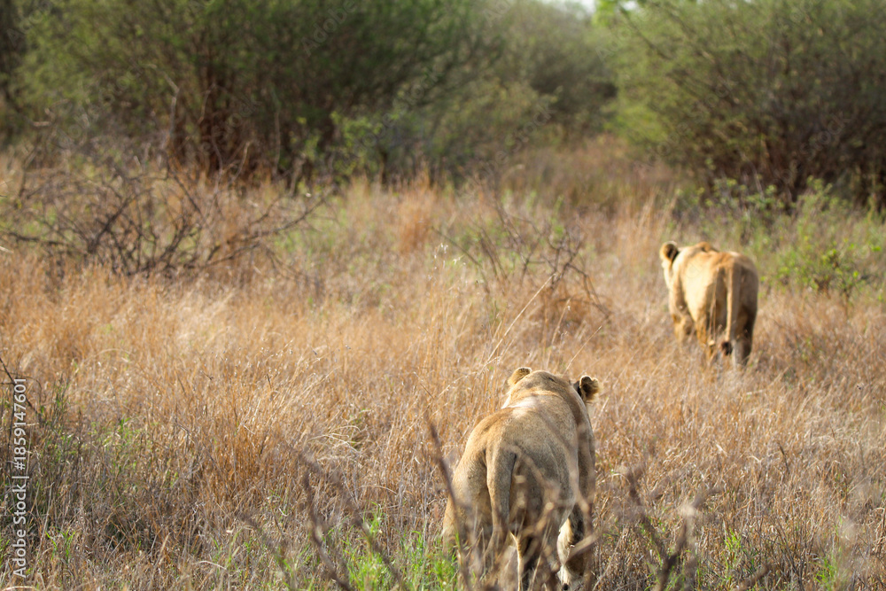 Fototapeta premium lionesses walking into thick grass