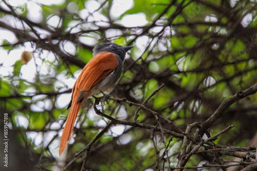 Obraz na plátně Paradise flycatcher