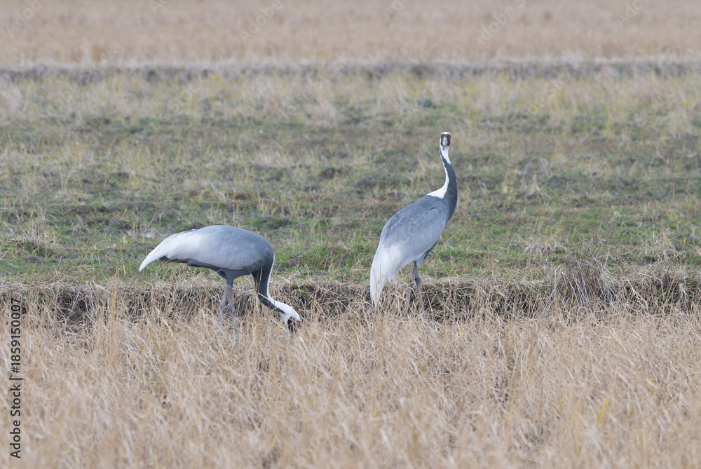 Fototapeta premium Pair of White-naped Cranes