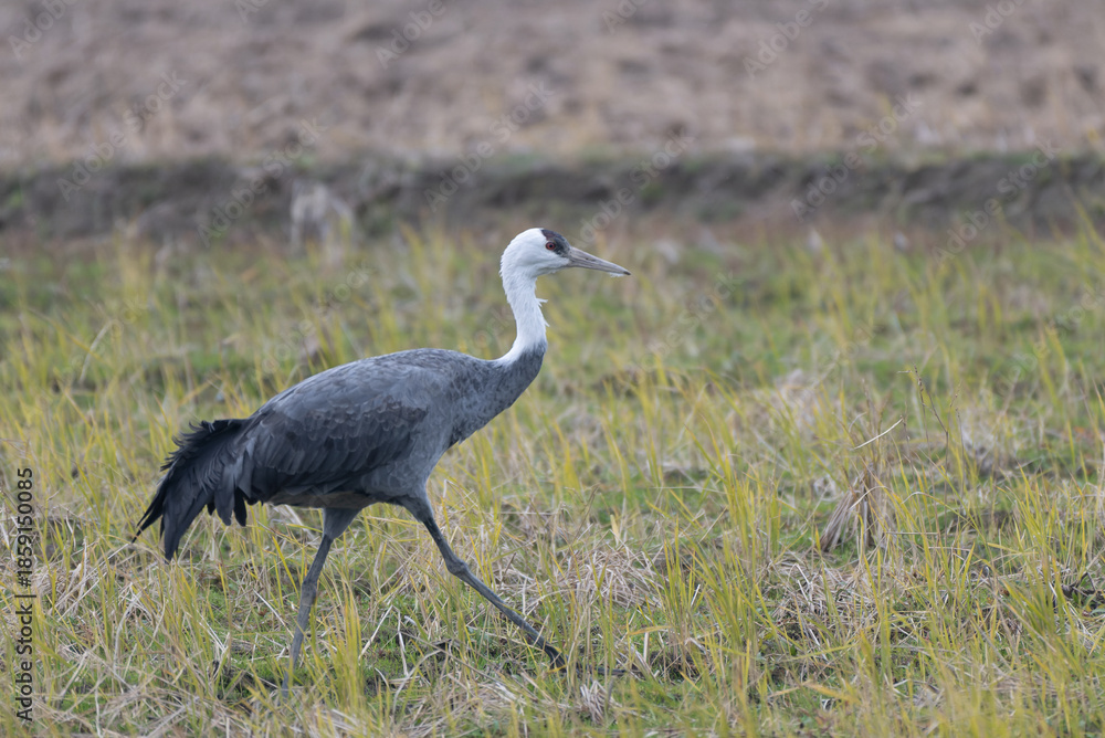 Fototapeta premium Hooded Crane