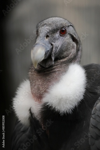 メスのアンデスコンドルの顔のアップ