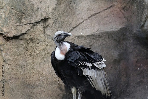 振り返るアンデスコンドルのメス