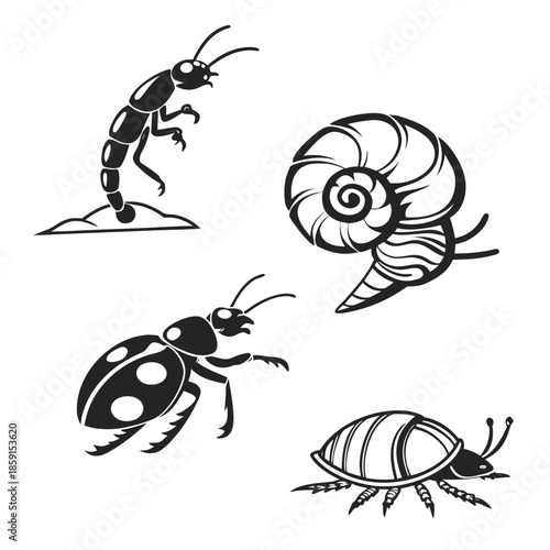 Insect and shell illustrations