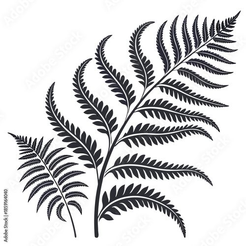Black and white fern illustration