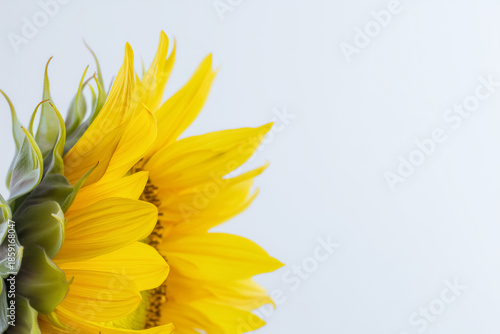 Minimal sunflower close-up with white background
