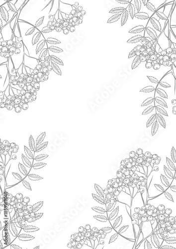 Frame with rowan branches. Vector graphics. Black and white hand-drawn illustration with shades of gray. On a white background. Perfect for postcards, banners, packaging, posters, and labels.