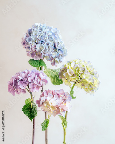 Soft pastel hydrangeas in blush and cream tones with gentle lighting
