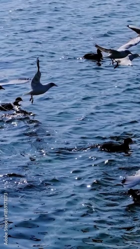 dolphins in the water