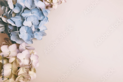 Soft pastel hydrangeas in blush and cream tones with gentle lighting
