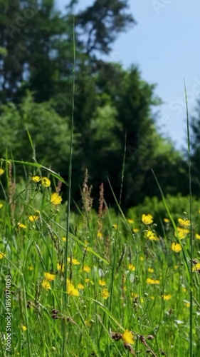 yellow flowers in the grass