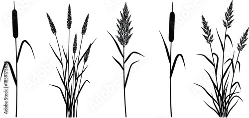 Cattail and reed marsh grass silhouettes vector illustration set, various wetland plants and long stems with seeds, detailed natural water plant graphic design e