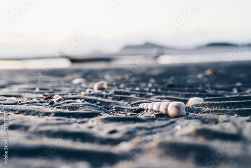 Seashells on Sandy Beach with Shallow Depth of Field
