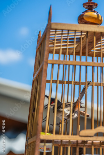 Red-whiskered Bulbul in Wooden Birdcage Against Blue Sky