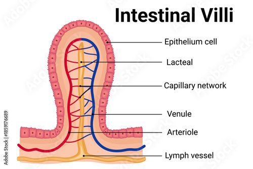Structure of Intestinal villi diagram illustration for education 