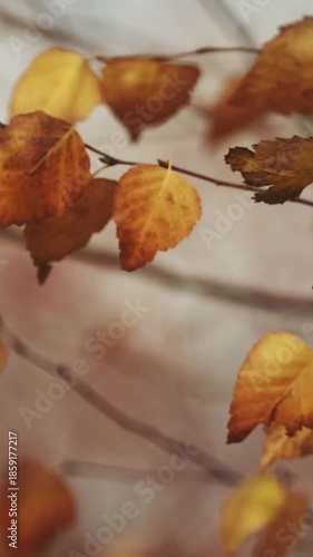 autumn leaves on the tree