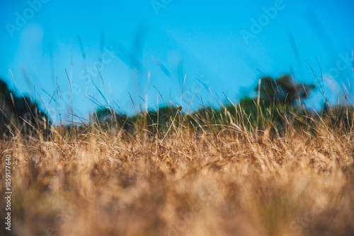 Golden Dry Grass Field Under Clear Blue Sky