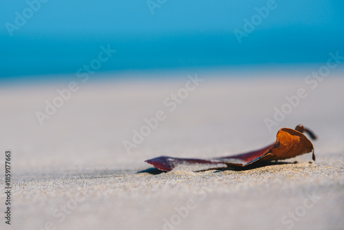 Dried Leaf on Sandy Beach with Soft Blue Background