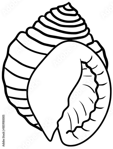 Scotch Bonnet Seashell Vector Outline Line Art Illustration