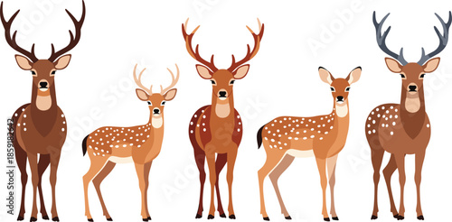 Deer Family Illustration Set Featuring Stag Buck and Fawn Woodland Wildlife Nature Cartoon Vector Collection