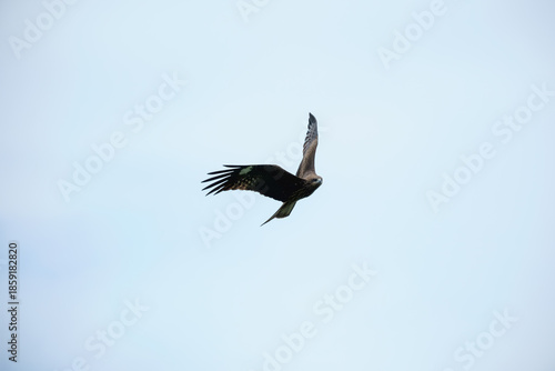 Flying Black Kite with Broad Wings Over Urban Riverside in Taipei City, Taiwan