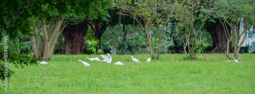 Foraging Cattle Egret with White Plumage in Urban Grassland in Taipei City, Taiwan