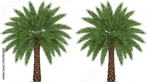 Realistic Palm Tree Illustration Set Featuring Tropical Green Palms for Summer Beach Nature Landscape Vector Design