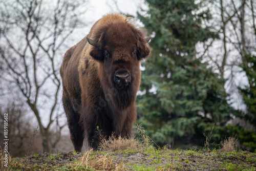 Bison winter day in the snow