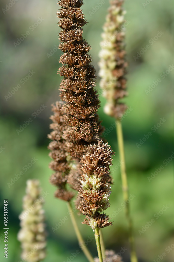 Fototapeta premium Anise hyssop seed pods - Latin name - Agastache foeniculum