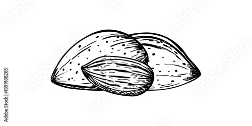 Almond nuts heap monochrome vector isolated composition. Etching drawing of one peeled kernel and two whole nuts in shells. Healthy food pile for nutritional guides, lifestyle blogs, cooking website