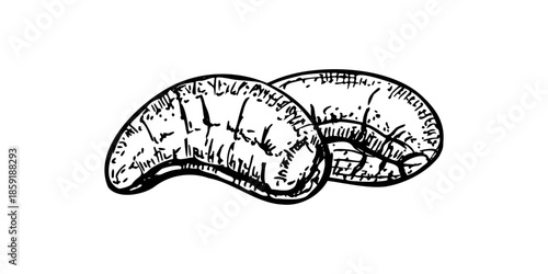 Two cashew or anacardium nuts monochrome vector isolated line art black ink sketch. Edible pod of Brazilian plant etching drawing. Healthy protein rich seeds for keto recipe blog, culinary website