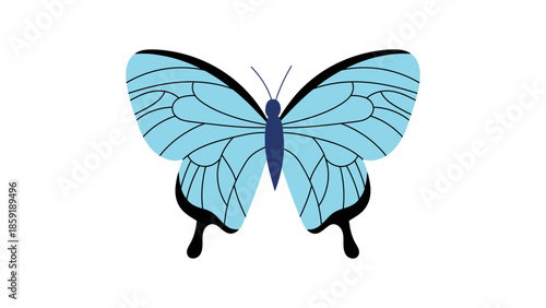 Delicate light blue butterfly with dark markings on white background