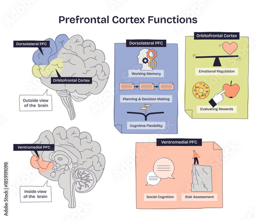Prefrontal cortex functions shown in a brief doodle, brain map, labeled PFC regions, panels for memory, emotion, and decision-making, conveys control and rewards. Doodle style diagram