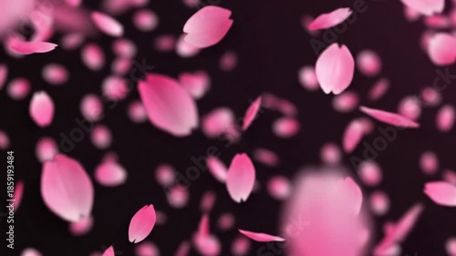 Graceful sakura flower petals drifting downward against a dark background, evoking spring or romance