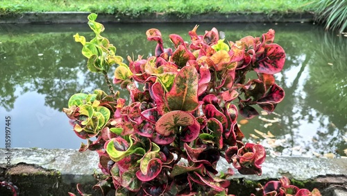Stunning Curly Leaves of Codiaeum variegatum Croton Plant in Bright Natural Colors Shot Outdoors in a Garden by a Pond Highlighting Unique Tropical Ornamental Plant Features