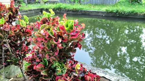 Multicolor Croton Leaves Curled and Textured Codiaeum variegatum Tropical Shrub in Garden
