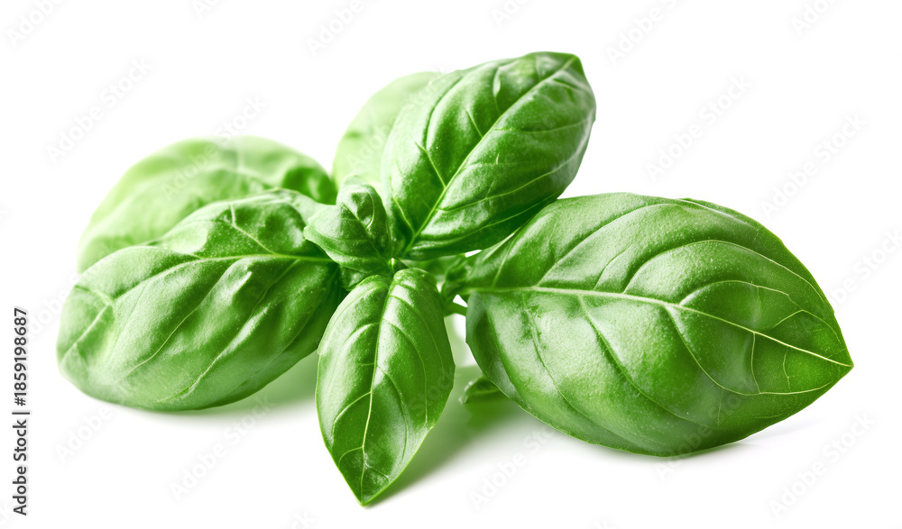 Fototapeta premium Basil leaves. Basil leaves isolated on white