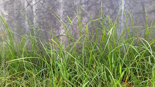Green grass pushes through the cracks of an old, weathered concrete wall, showcasing a powerful contrast between nature and decay.