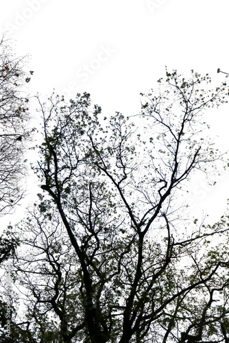 Bare leafless tree branches form a black winter silhouette against a white sky in this isolated nature landscape illustration