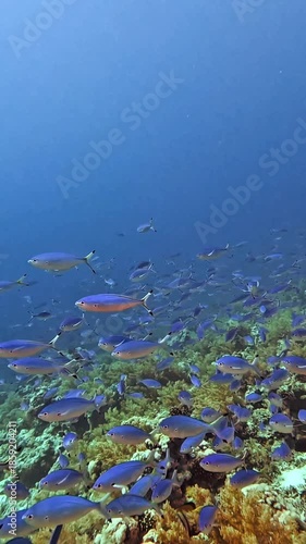 Coral Reef view with full of Red Sea fusilier (Caesio suevica). Taken in Sharm El Sheikh, Egypt